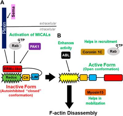 MICAL-mediated oxidation of actin and its effects on cytoskeletal and cellular dynamics